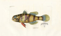 Shaw Nodder Antique Engraving Sciaena Fish - Panteek Antique Prints