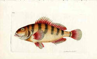 Shaw Nodder Antique Engraving Semifasciated Fish - Panteek Antique Prints