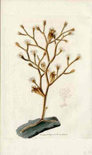 Shaw Nodder Antique Engraving Sertularia Coral - Panteek Antique Prints