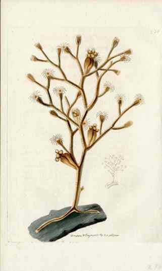 Shaw Nodder Antique Engraving Sertularia Coral