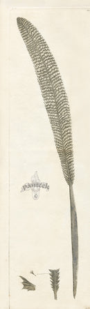 Shaw Nodder Antique Engraving Silver Sea Pen - Panteek Antique Prints