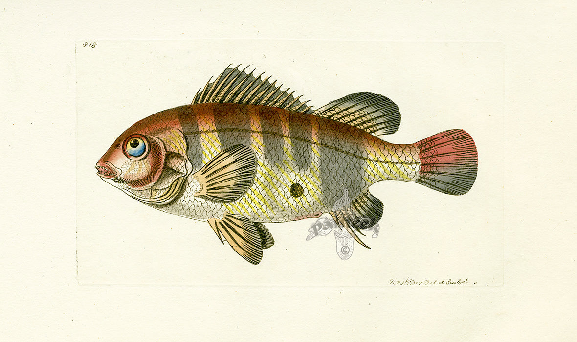 Shaw Nodder Antique Engraving Sparys Fish