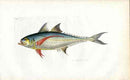 Shaw Nodder Antique Engraving Torpedo Scad Fish - Panteek Antique Prints