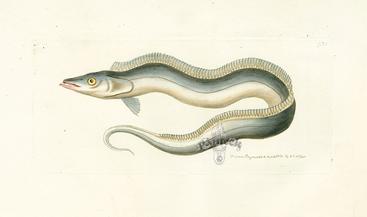 Shaw Nodder Antique Engraving Trichiure Fish