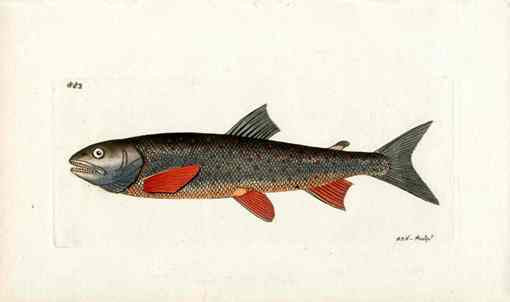 Shaw Nodder Antique Engraving Trout Fish
