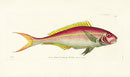 Shaw Nodder Antique Engraving Yellow-striped Fish - Panteek Antique Prints