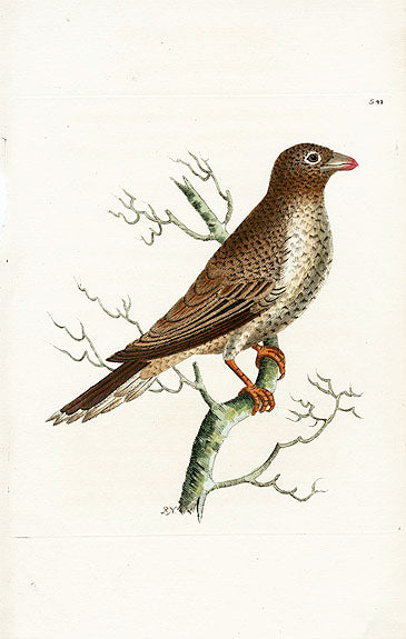 Shaw & Nodder Bird Print 1795 African Buphaga