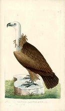 Shaw & Nodder Bird Print 1795 Alpine Vulture - Panteek Antique Prints
