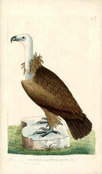 Shaw & Nodder Bird Print 1795 Alpine Vulture - Panteek Antique Prints