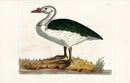 Shaw & Nodder Bird Print 1795 Black-backed Goose - Panteek Antique Prints