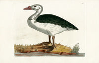 Shaw & Nodder Bird Print 1795 Black-backed Goose - Panteek Antique Prints