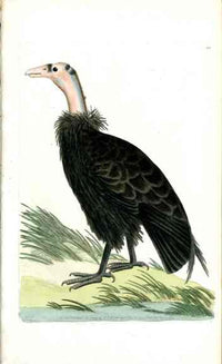 Shaw & Nodder Bird Print 1795 California Condor - Panteek Antique Prints
