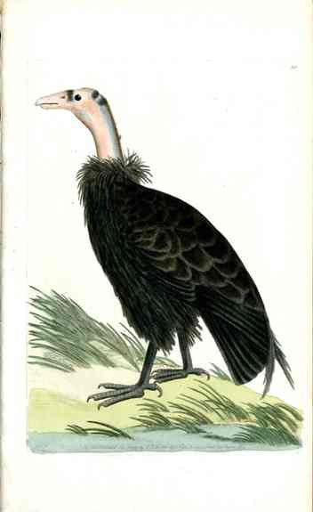 Shaw & Nodder Bird Print 1795 California Condor