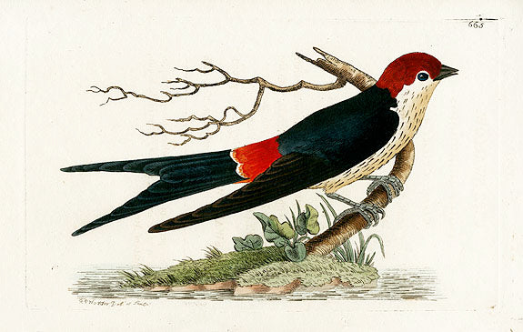 Shaw & Nodder Bird Print 1795 Cape Swallow