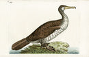 Shaw & Nodder Bird Print 1795 Chinese Pelican - Panteek Antique Prints