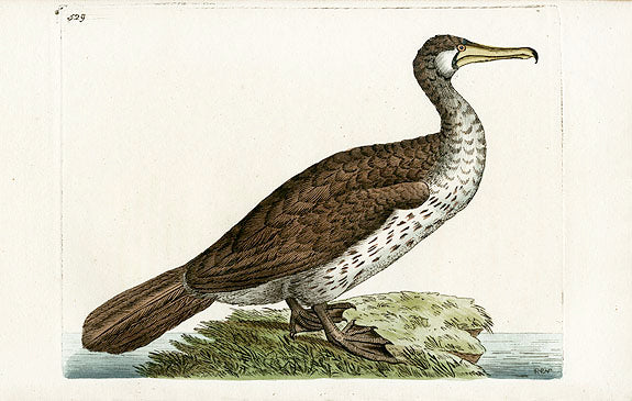 Shaw & Nodder Bird Print 1795 Chinese Pelican