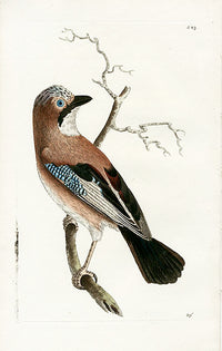 Shaw & Nodder Bird Print 1795 Common Jay - Panteek Antique Prints