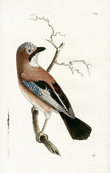 Shaw & Nodder Bird Print 1795 Common Jay
