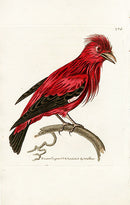 Shaw & Nodder Bird Print 1795 Crimson Chatterer - Panteek Antique Prints