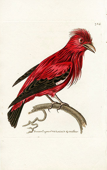 Shaw & Nodder Bird Print 1795 Crimson Chatterer