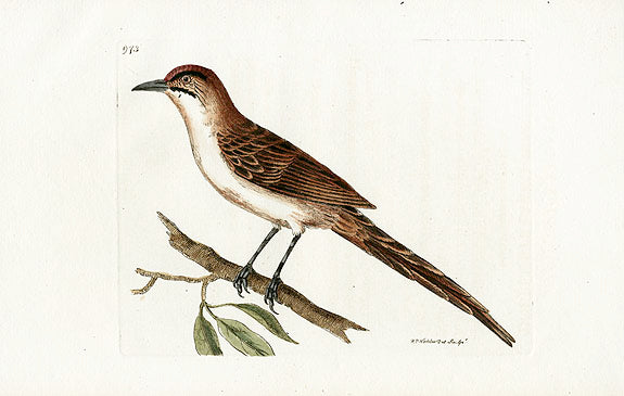Shaw & Nodder Bird Print 1795 Double-Streaked Warbler