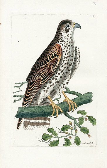 Shaw & Nodder Bird Print 1795 Falcon