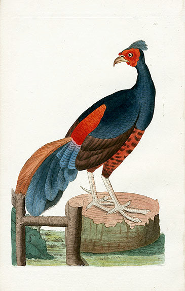 Shaw & Nodder Bird Print 1795 Fire-backed Pheasant