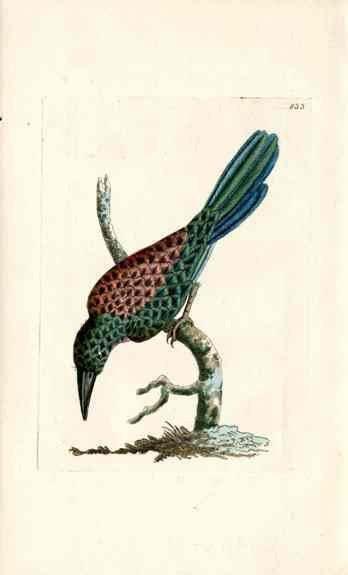 Shaw & Nodder Bird Print 1795 Grey Jacamar