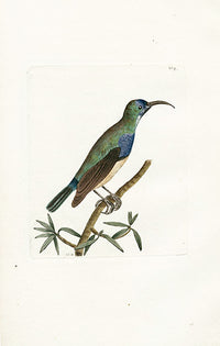 Shaw & Nodder Bird Print 1795 Leona Creeper - Panteek Antique Prints