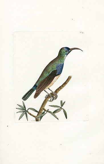 Shaw & Nodder Bird Print 1795 Leona Creeper