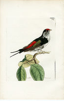 Shaw & Nodder Bird Print 1795 Military Manakin - Panteek Antique Prints