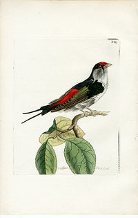 Shaw & Nodder Bird Print 1795 Military Manakin - Panteek Antique Prints