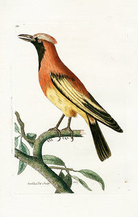 Shaw & Nodder Bird Print 1795 Orange Paradise-Bird - Panteek Antique Prints