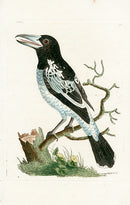Shaw & Nodder Bird Print 1795 Pied Roller - Panteek Antique Prints