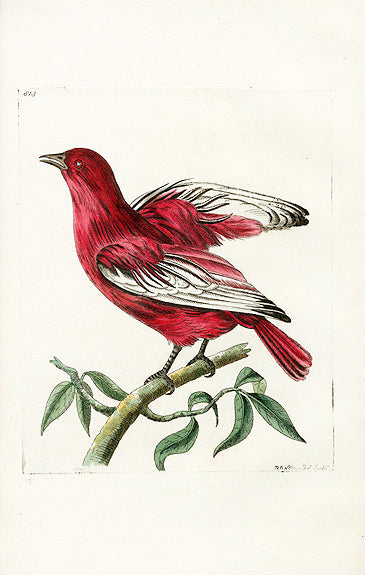 Shaw & Nodder Bird Print 1795 Pompadour Chatterer
