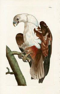 Shaw & Nodder Bird Print 1795 Pondicherry Eagle - Panteek Antique Prints