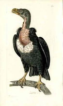 Shaw & Nodder Bird Print 1795 Pondicherry Vulture - Panteek Antique Prints