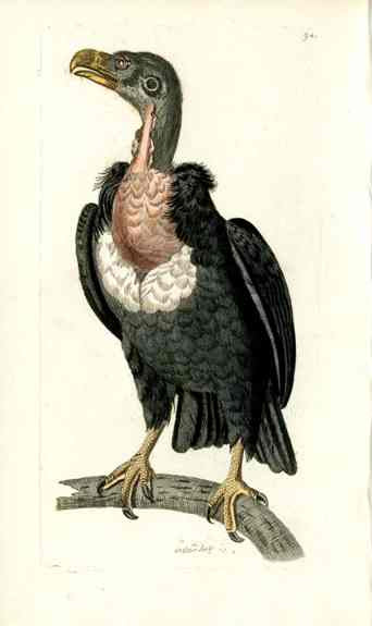 Shaw & Nodder Bird Print 1795 Pondicherry Vulture