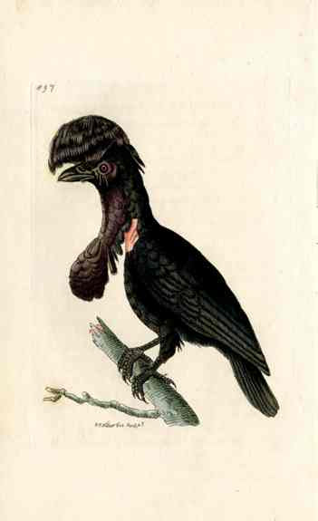 Shaw & Nodder Bird Print 1795 Purple Sided Gorgonia