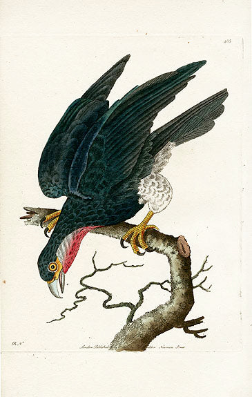 Shaw & Nodder Bird Print 1795 Purple-throated Falcon