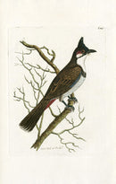 Shaw & Nodder Bird Print 1795 Red-Vented Shrike - Panteek Antique Prints