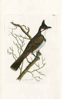 Shaw & Nodder Bird Print 1795 Red-Vented Shrike - Panteek Antique Prints