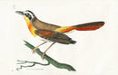 Shaw & Nodder Bird Print 1795 Rufous-breasted Warbler - Panteek Antique Prints