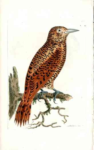 Shaw & Nodder Bird Print 1795 Rufous Woodpecker
