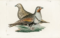 Shaw & Nodder Bird Print 1795 Sand Partridge - Panteek Antique Prints