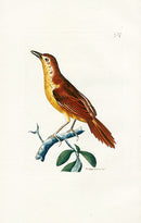 Shaw & Nodder Bird Print 1795 Sharp-tailed Warbler - Panteek Antique Prints