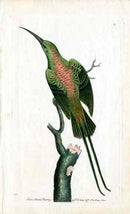 Shaw & Nodder Bird Print 1795 Shining Creeper - Panteek Antique Prints