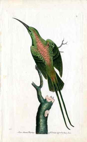 Shaw & Nodder Bird Print 1795 Shining Creeper