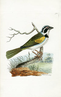 Shaw & Nodder Bird Print 1795 Silent Tanager - Panteek Antique Prints