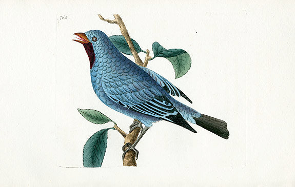Shaw & Nodder Bird Print 1795 Silken-feathered Chatterer